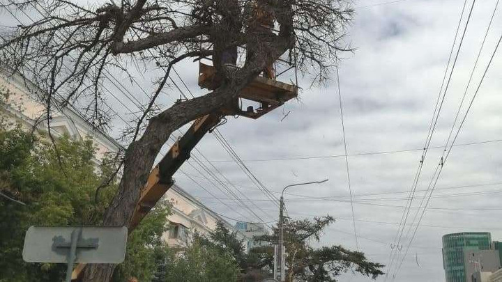 В мэрии начали внутреннюю проверку после уничтожения векового дерева в центре Челябинска