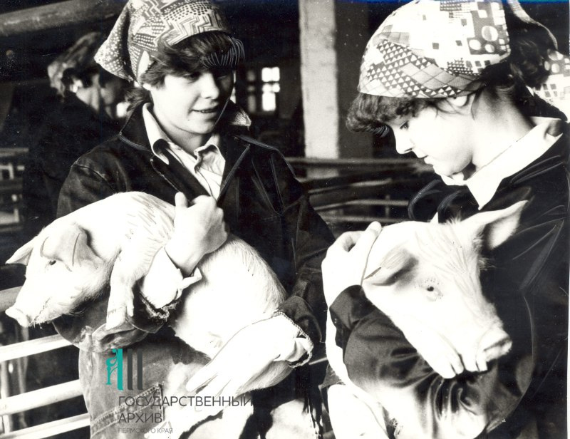 А в поселке Майском Краснокамского района было звено животноводов, где обучали работе на свиноферме. 1983 год