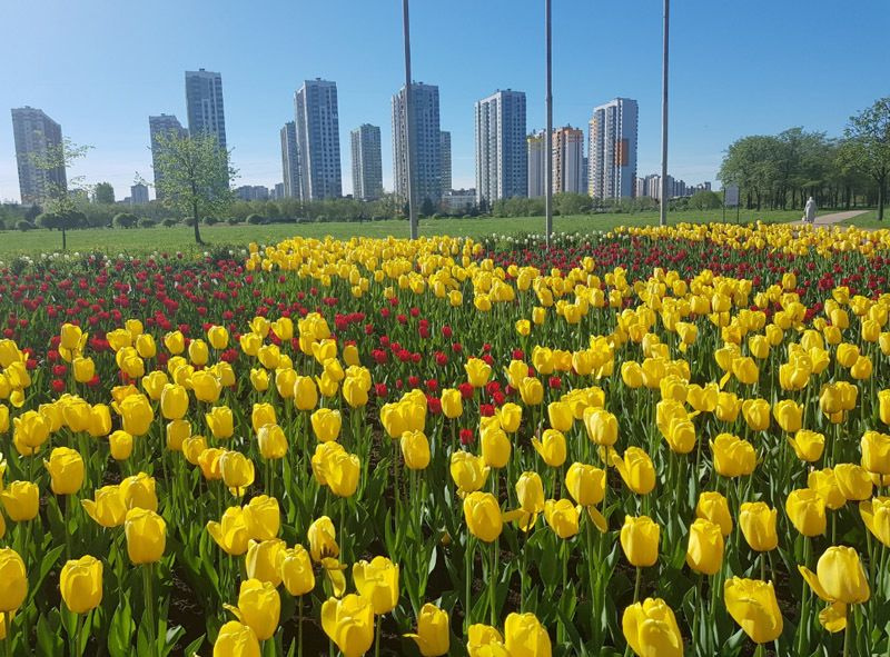 Тюльпан санкт петербург фото. Tulipa Saint Petersburg. Тюльпаны СПБ. Тюльпаны в горах. Тюльпановое настроение.