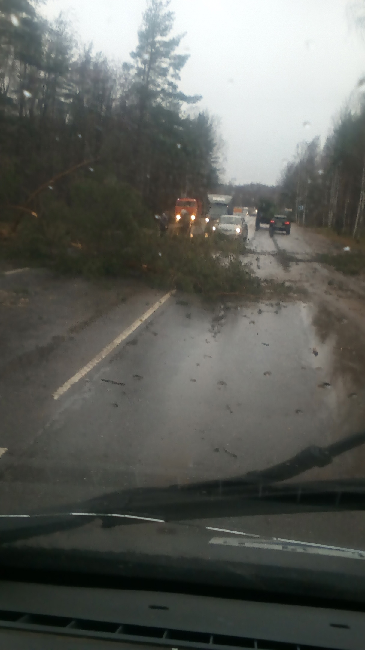 Трассы вокруг Петербурга заваливает деревьями. На «Сортавале» прилетевшее бревно поймали машины