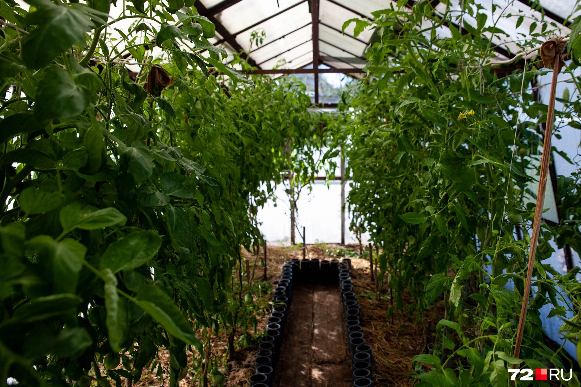 В этой теплице у Ирины растут перцы и некоторые сорта помидоров