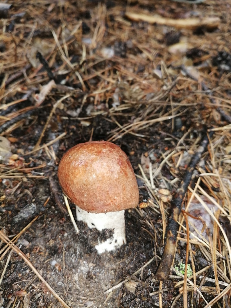 Красавец-подосиновик из Кудряшовского бора. К сожалению, автор фото нашел в лесу только один этот гриб