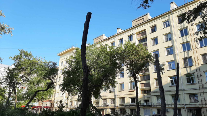 (Не)ясен пень: изучаем правила обрезки и сноса деревьев, чтобы уберечь зеленые дворы Челябинска
