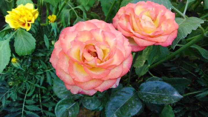 Осень близко: семь простых советов, как подготовить розы к холодам