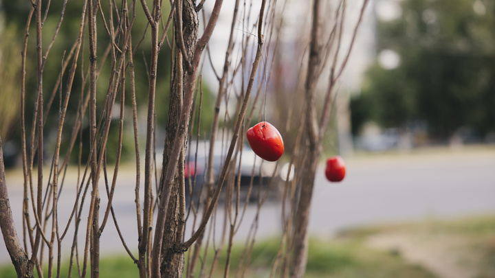 «Сколько денег ухлопали в никуда»: на гостевом маршруте Челябинска высохшие деревья украсили помидорами