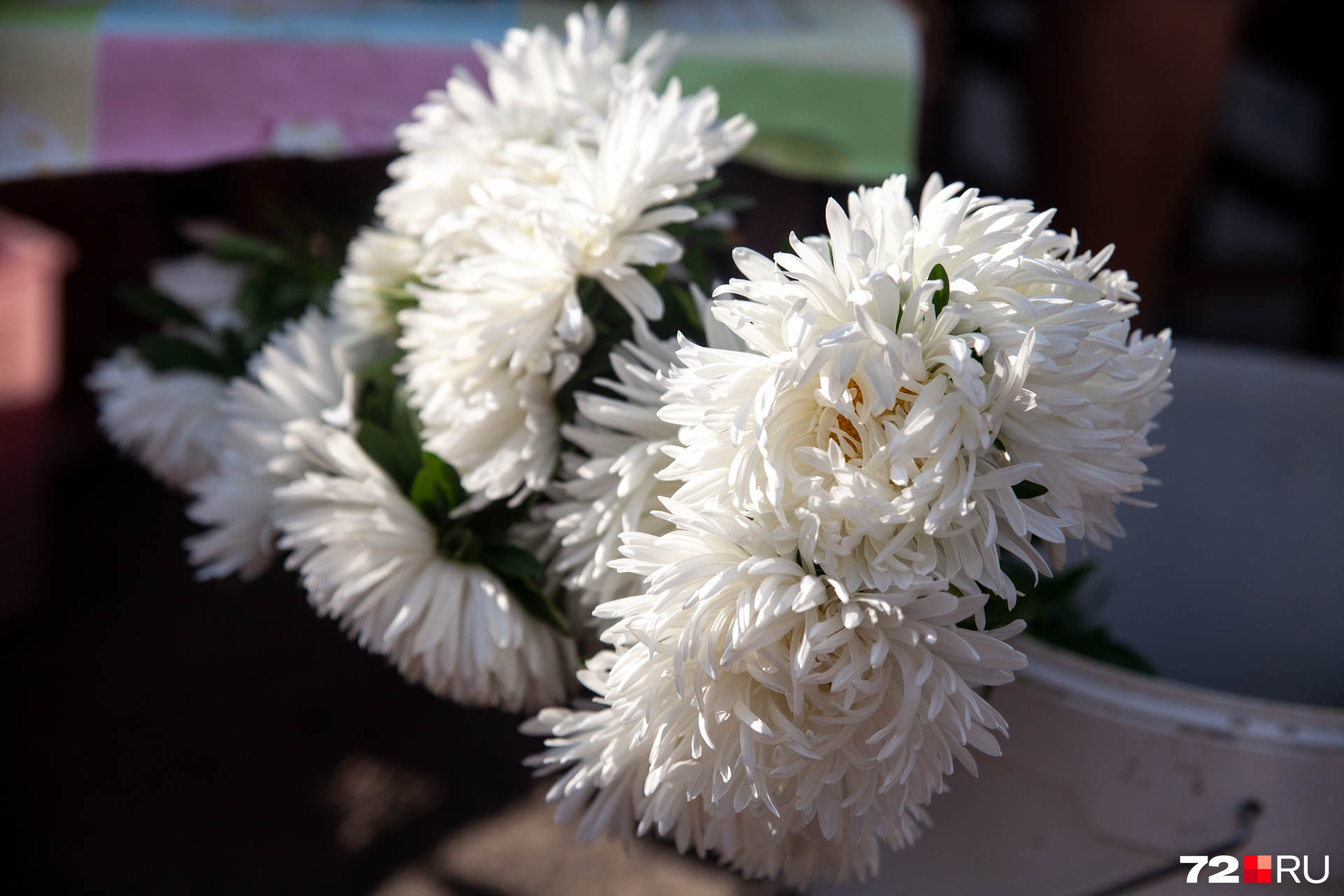 Астра — любой цветок за 30 рублей