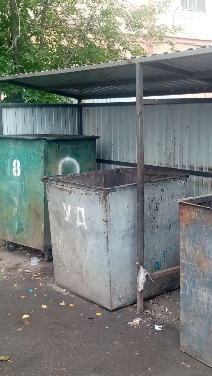 Крыс привлекают отходы на контейнерной площадке