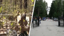 Дерево упало на женщину на Заельцовском кладбище <nobr class="_">из-за</nobr> сильного <nobr class="_">ветра —</nobr> видео с места происшествия