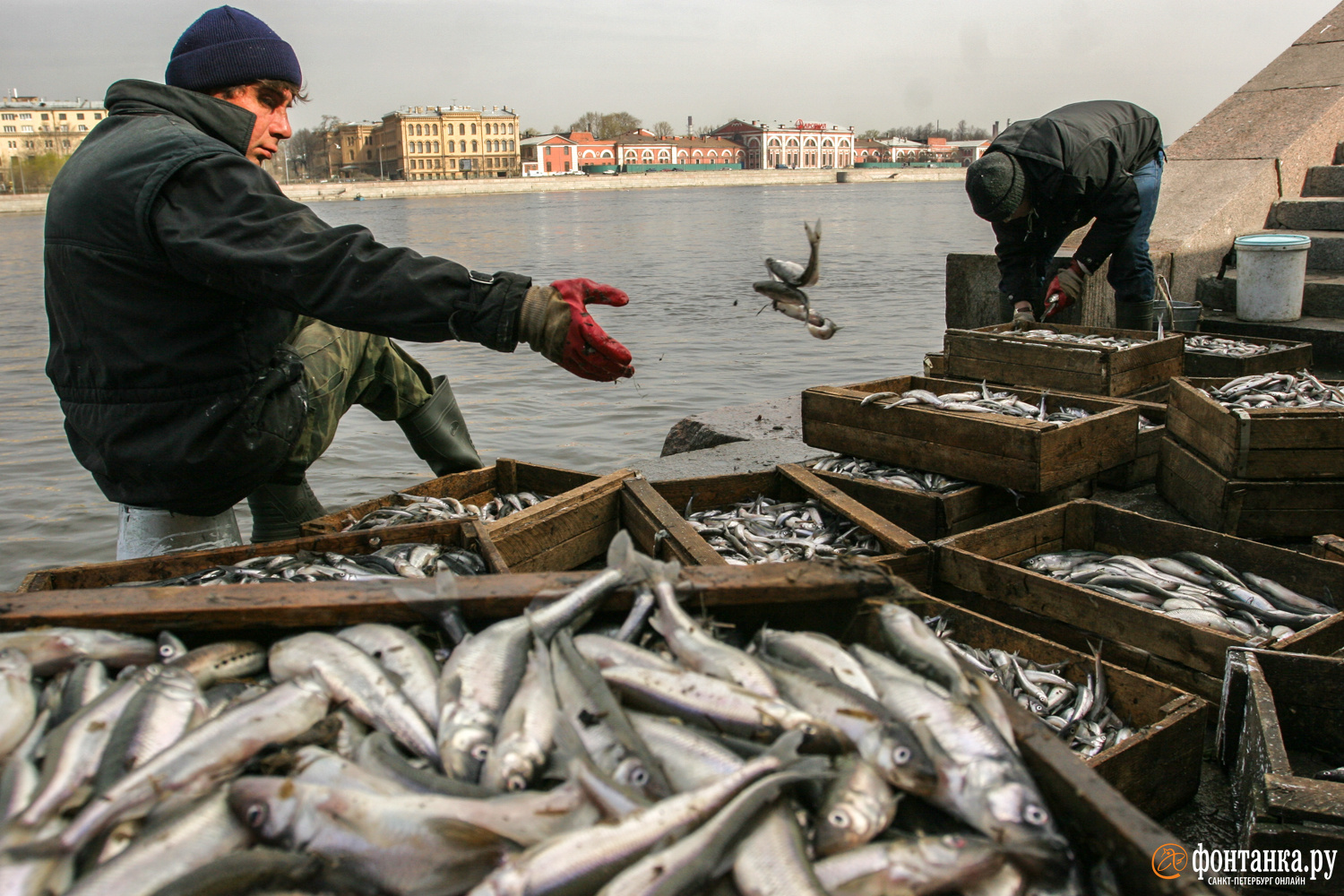 Интересная информация о местной рыбе в Санкт-Петербурге