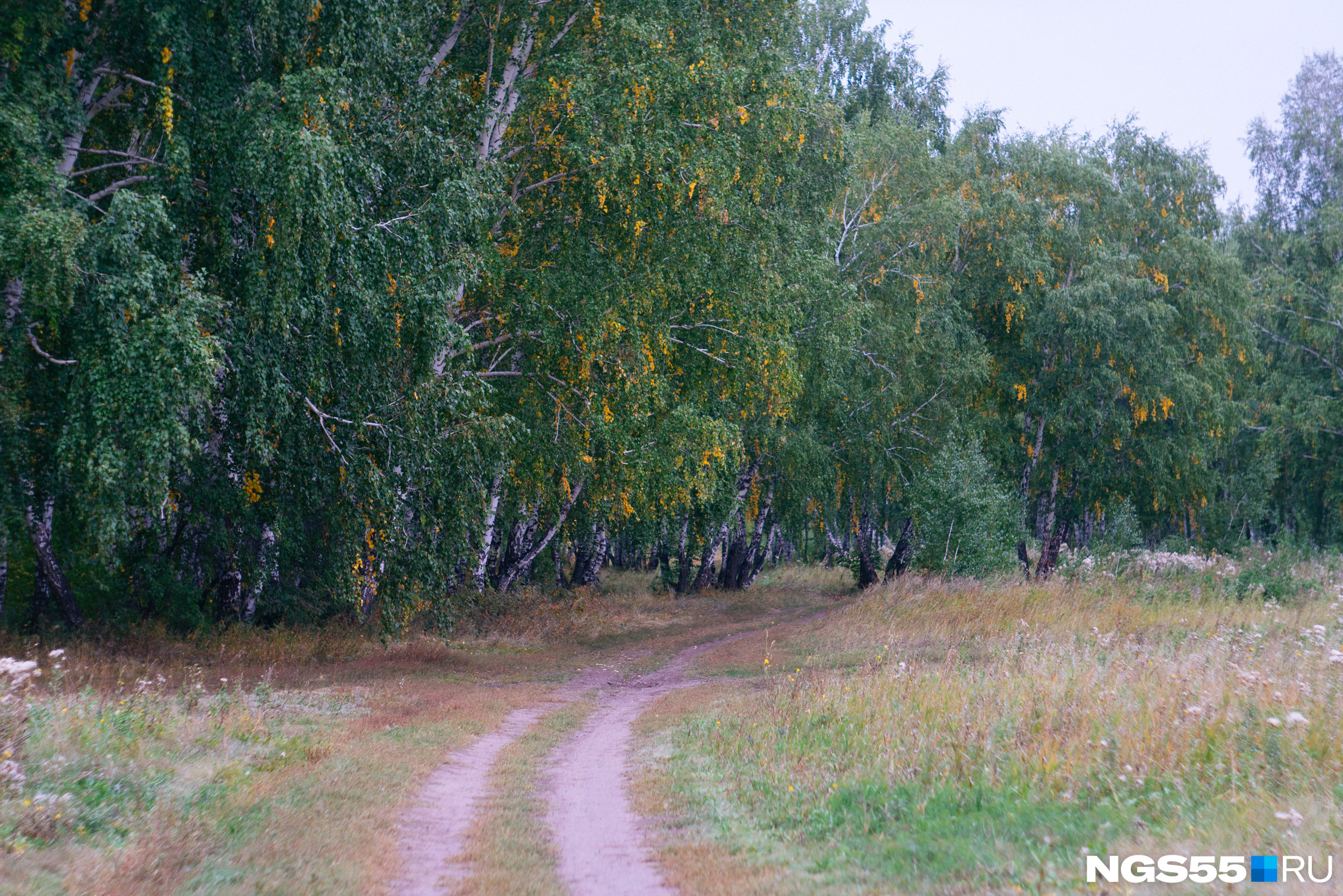 Ли лес