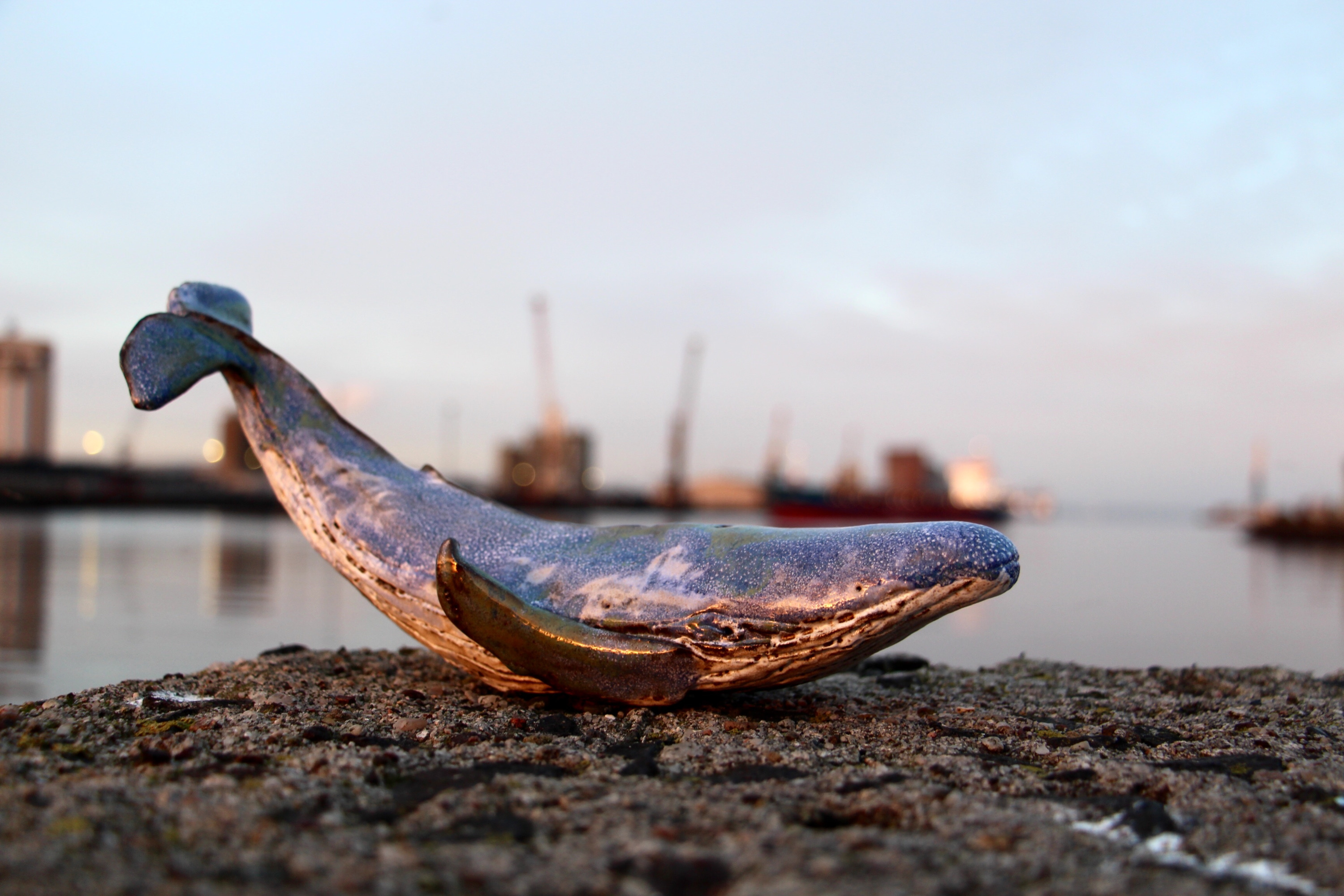 В Ирландии у художницы была личная выставка вот с такими симпатичными керамическими китами