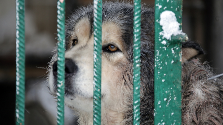 В Челябинске отыграли миллионный контракт на отлов бездомных животных