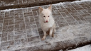 Испугались грохота: в Ярославле в новогоднюю ночь десятки собак потерялись, сбежав от фейерверков