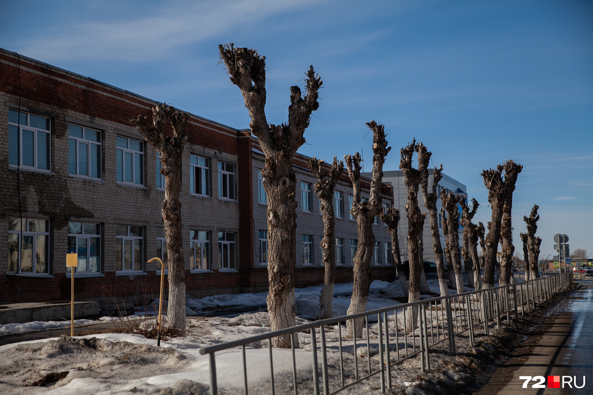 Оставленные без веток деревья слабеют, пытаясь восстановить свой покров к зиме