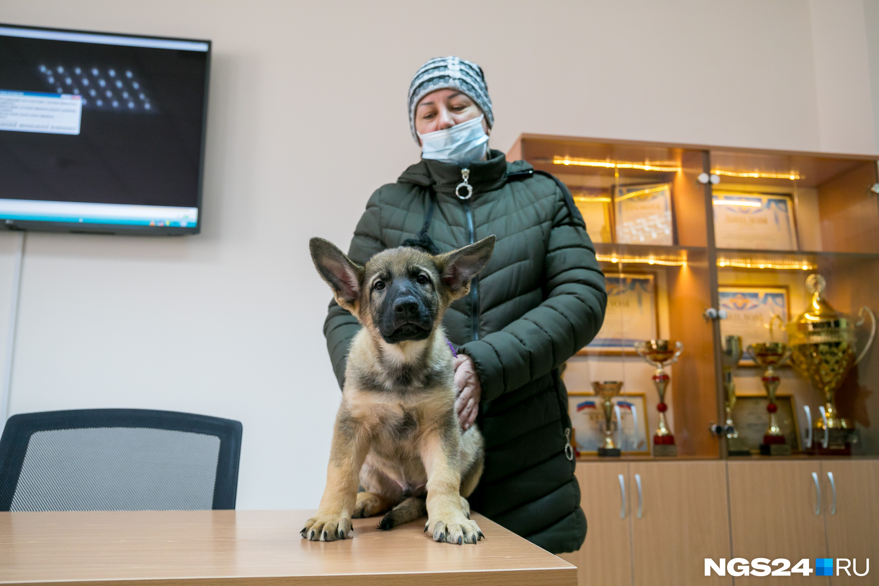 Этому щенку еще только предстоит стать служебной собакой Этому щенку еще только предстоит стать служебной собакой