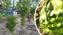 «Слаще покупных»: ярославцы рассказали, как на своих огородах вырастили арбузы, дыни и виноград