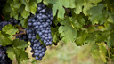 Как в Сибири легко выращивают виноград на вино и для еды (мы узнали секреты шикарных гроздей)