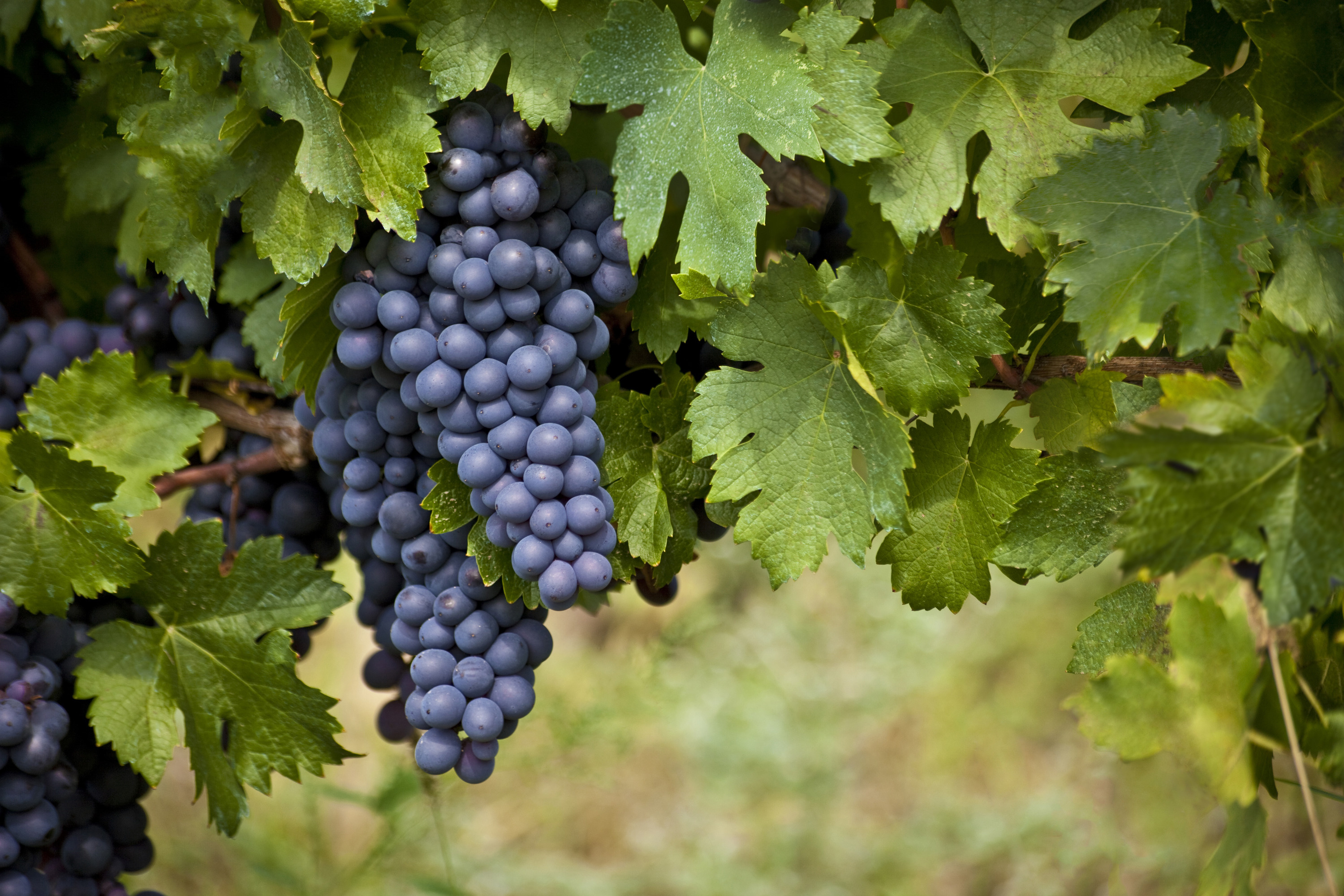 Стопарик - Столовый виноград для приготовления вина