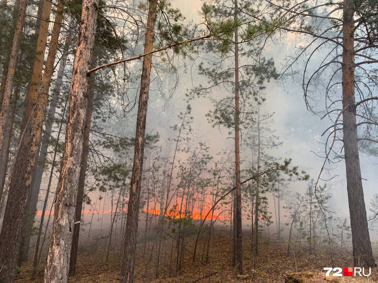В лесу наблюдалось несколько очагов, местами — открытый огонь