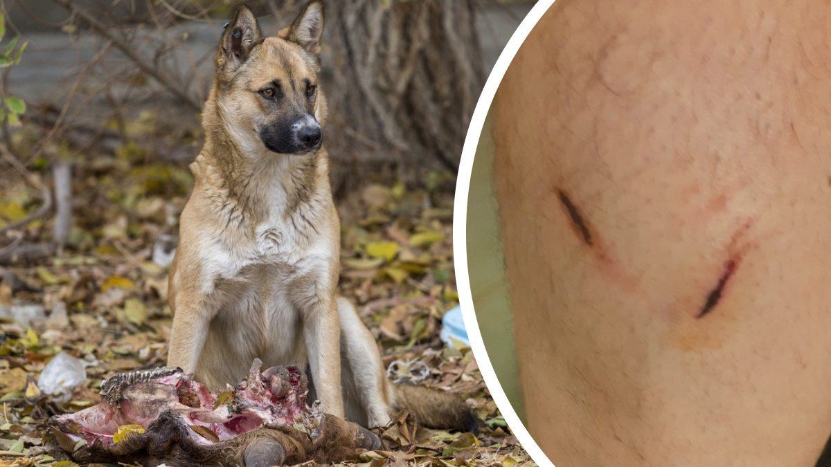 «Я стал пятым укушенным за вечер»: на волгоградца напала стая бездомных собак