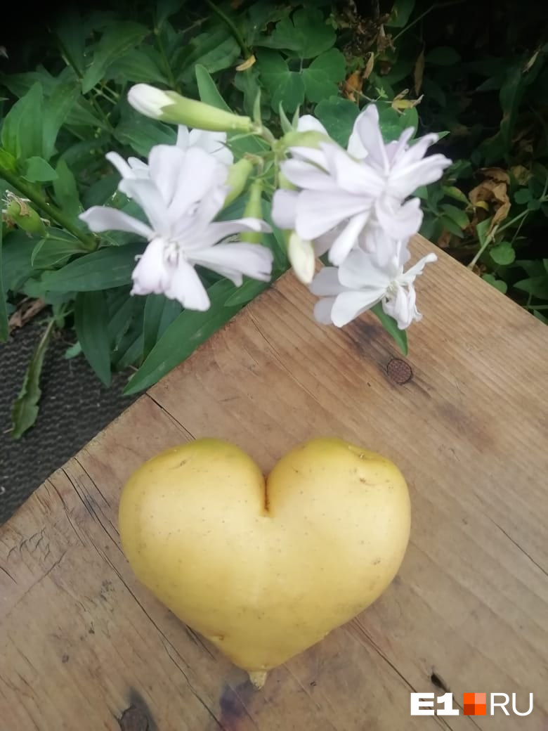 Читательница Евгения прислала картофель «выращенный с любовью»
