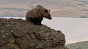 В Челябинске нашли замену погибшим от отравления медведям в зоопарке