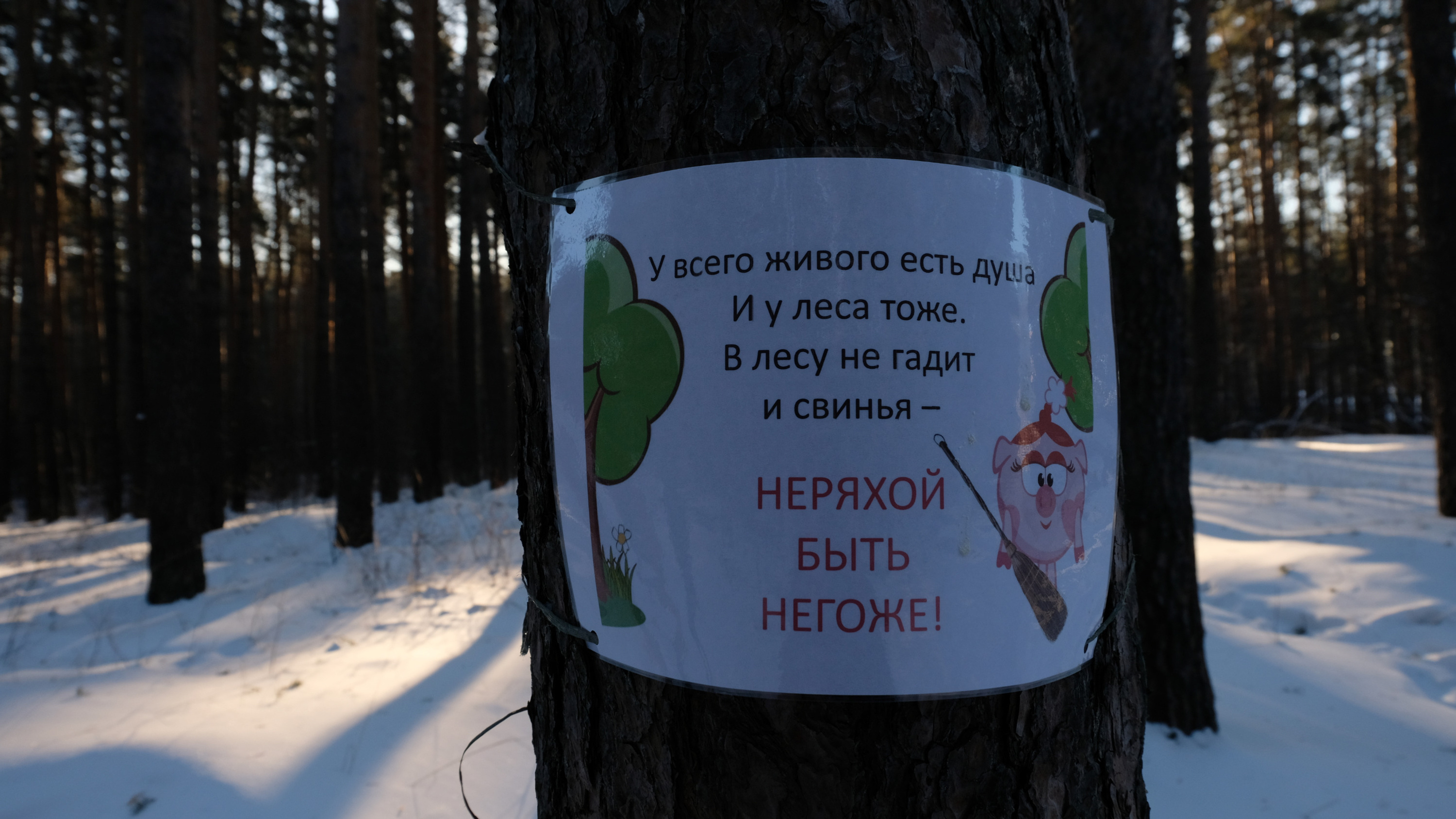 Берёзовский окружен лесом. Экоактивисты утверждают, что деревья в нем вырубают с нарушениями