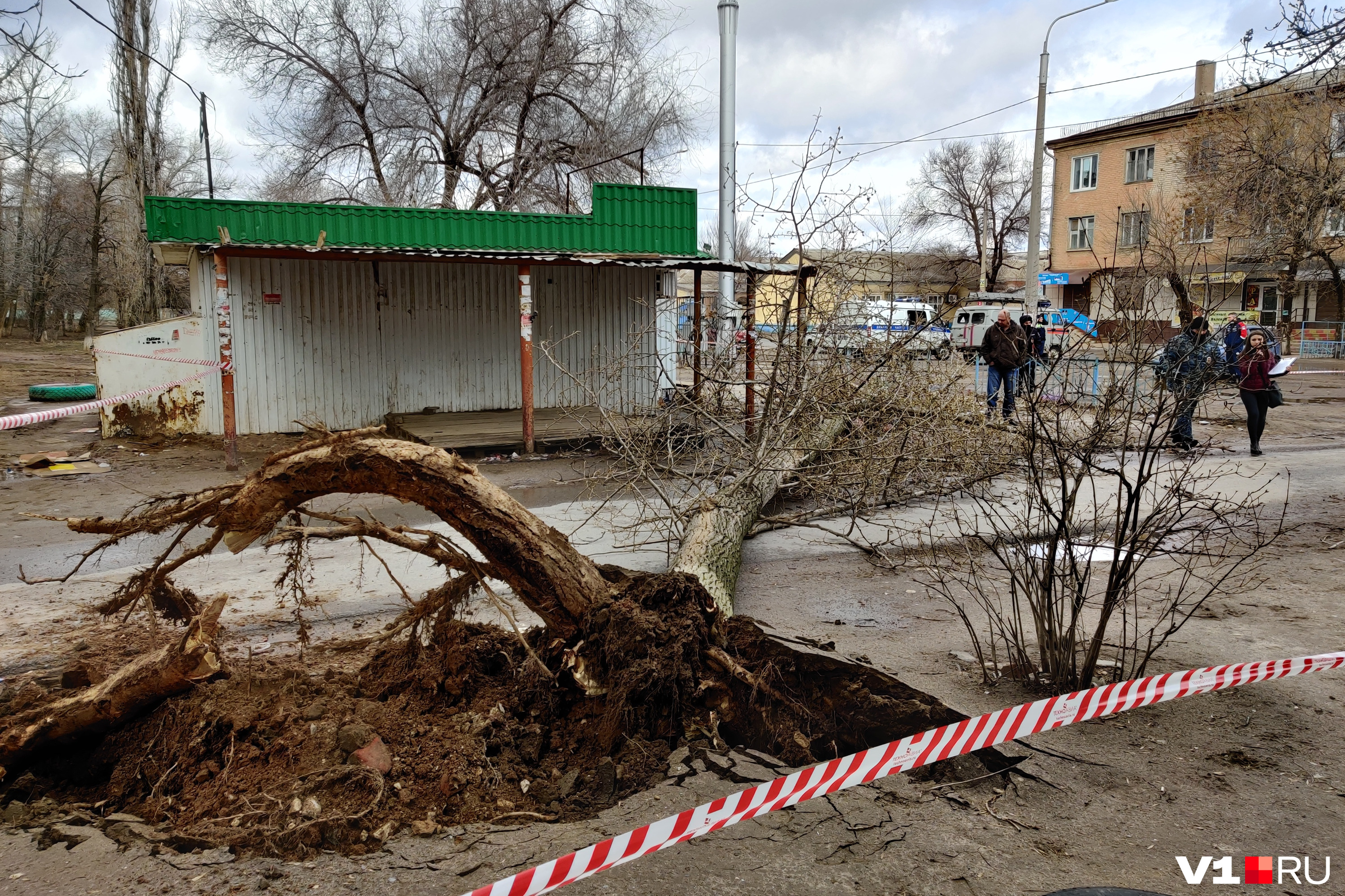 В Волгограде рухнувшее от урагана дерево убило женщину - 6 апреля 2021 -  v1.ru