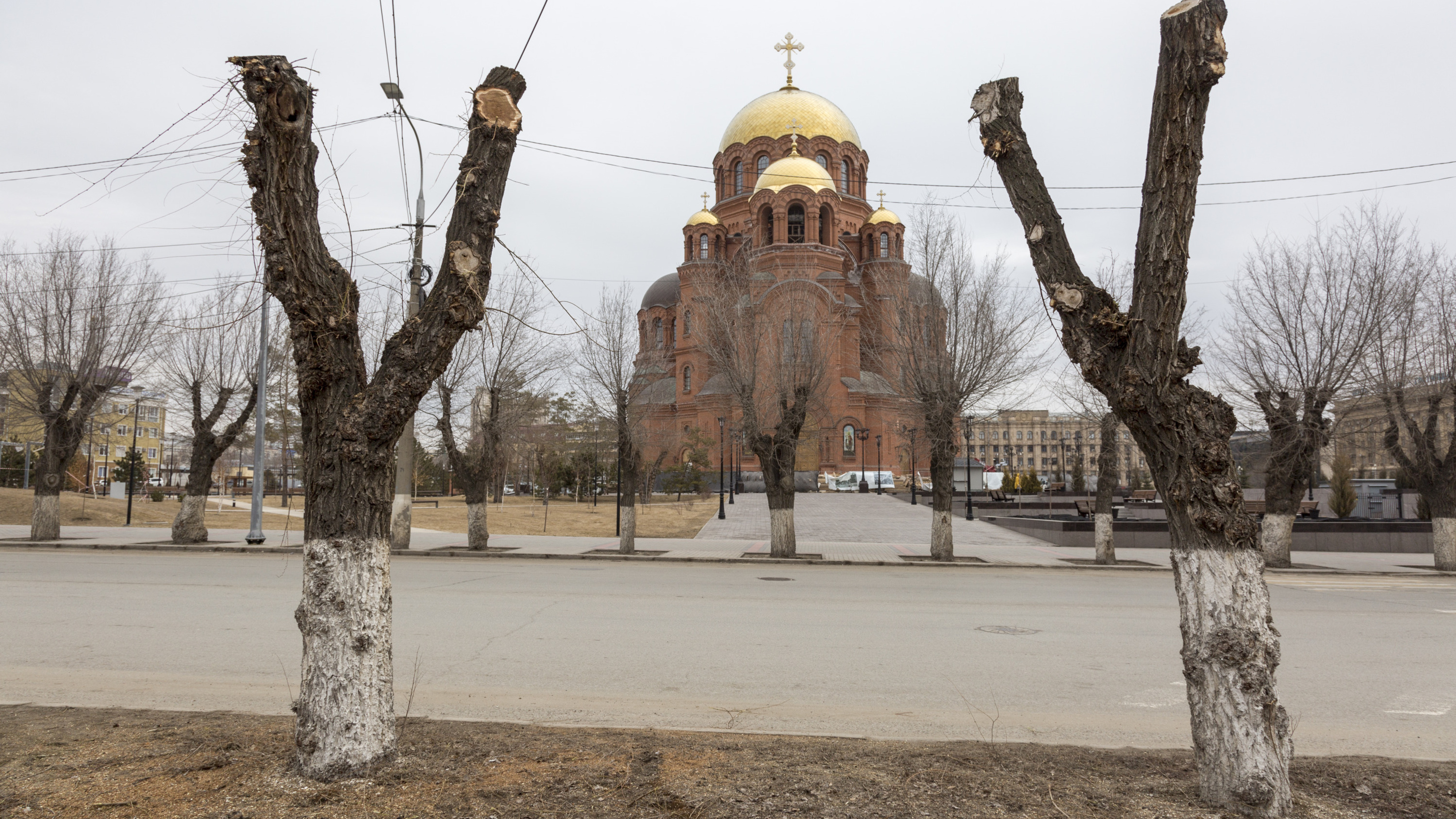 «В головах у них, что большие деревья — опасные монстры»: профессор о деревьях и неврозах чиновников в Волгограде