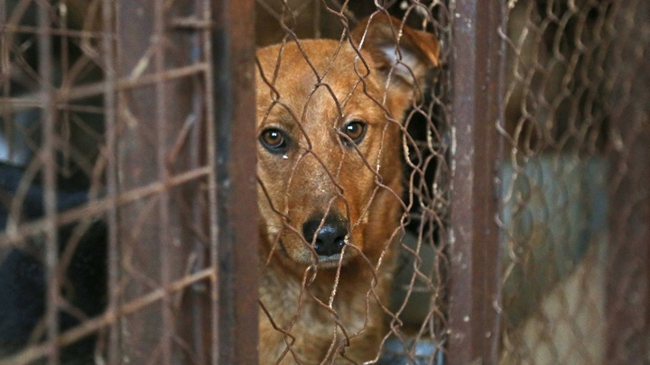 Стая бездомных собак держит в ужасе жителей села под Уфой