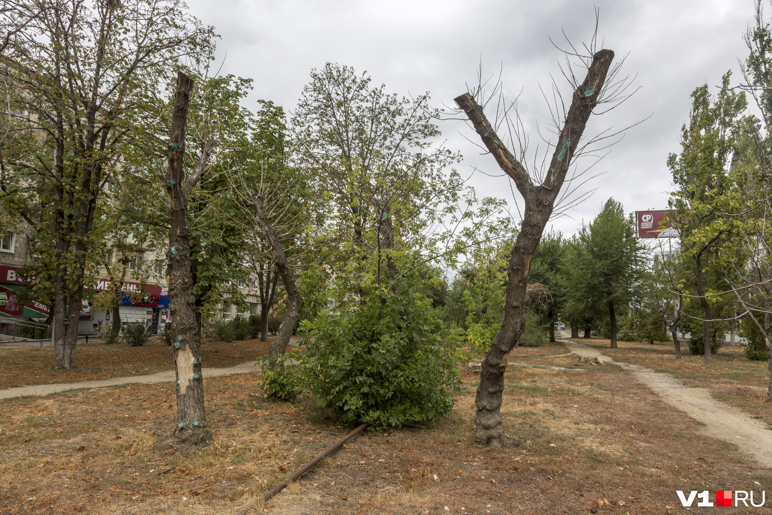 Подвергшиеся "санитарной обрезке" деревья выглядят как умерший бренд Волгограда за 3.5 миллиона