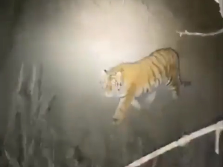 Охотники встретили амурского тигра и показали, как правильно себя вести
