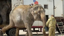 Слонов Дженни и Магду, живших в Перми во время самоизоляции, перевезли в крымский сафари-парк «Тайган»