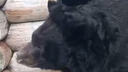 Отравленный в челябинском зоопарке гималайский медведь пошел на поправку. Первые видео