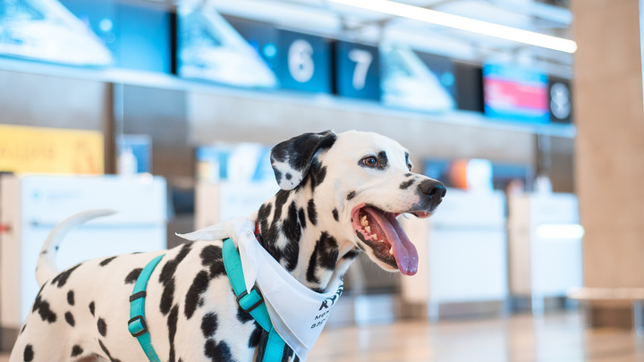 Пушистое успокоительное: в аэропорту Красноярска боящихся перелетов пассажиров начали утешать собаки