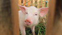 В Вельском районе второй раз за год выявили африканскую чуму свиней