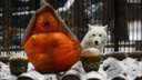 Волки в Новосибирском зоопарке отказались отмечать Хеллоуин (привлечь их не смогло даже мясо)