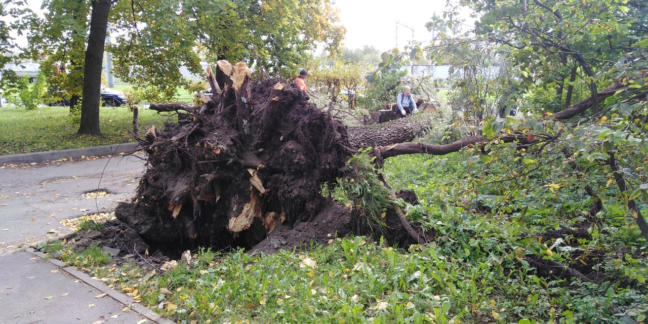 Впр родничок вырывается из земли. Повалило деревья в Санкт-Петербурге. Упавший ясень. Ураган в Питере 2022. Ураган в Санкт-Петербурге 18 июня 2020.