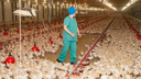 Птичий грипп нашли в Ростовской области на ферме крупнейшего в РФ производителя индейки