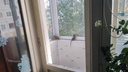 Крысы «прилетели»: в Архангельске грызуны залезают в дома по деревьям