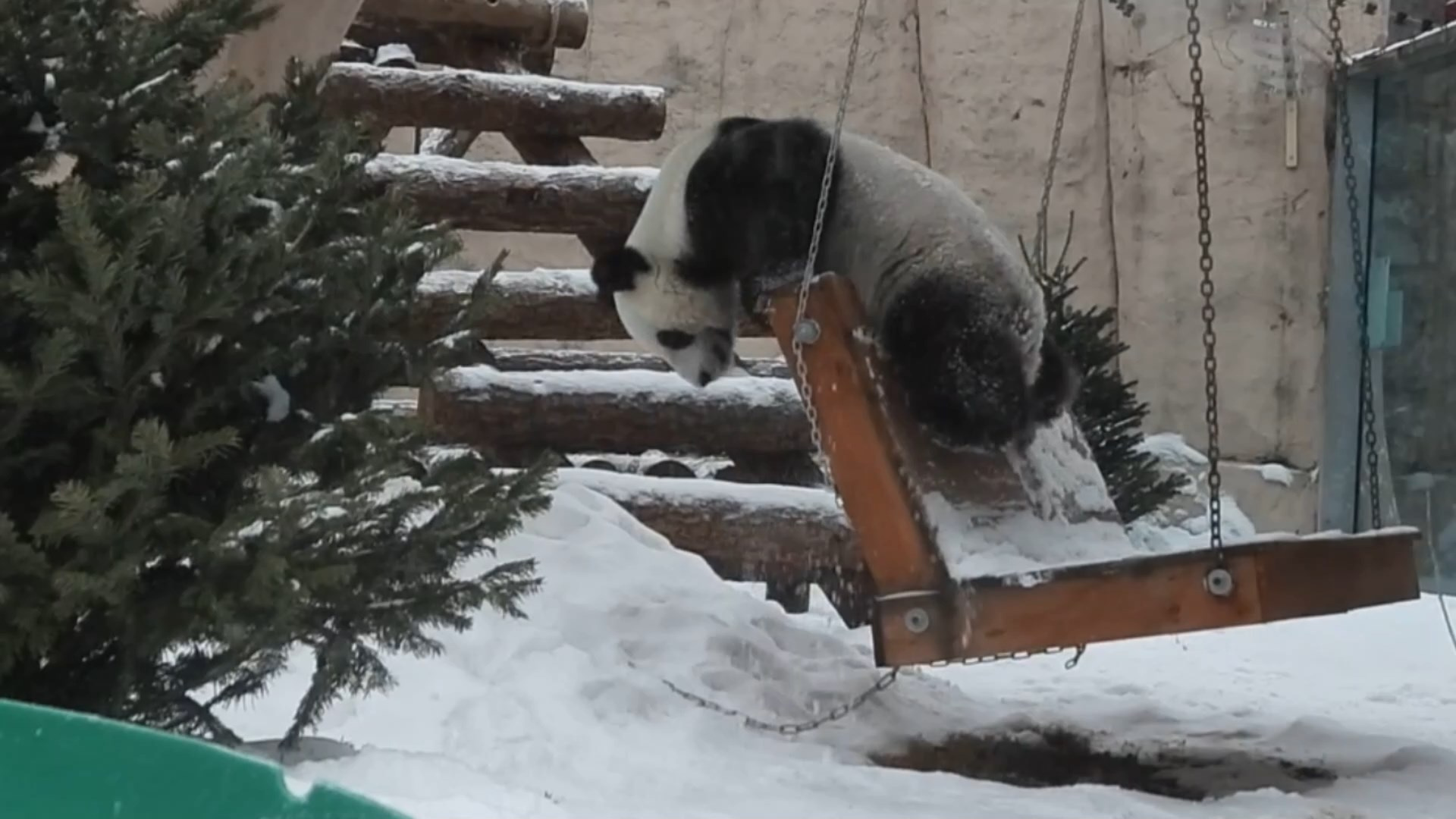 Скриншот из видео <a href="https://vk.com/wall-41067988_25678" target="_blank" class="_">Московского зоопарка</a>