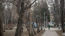 В Первомайском сквере обкорнали деревья — выглядит странно, но власти объясняют это научной работой