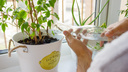Как правильно поливать комнатные растения: <nobr class="_">5 советов</nobr>