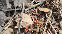 В НСО нашли краснокнижный мохнатый гриб — его еще называют «аленьким цветочком»