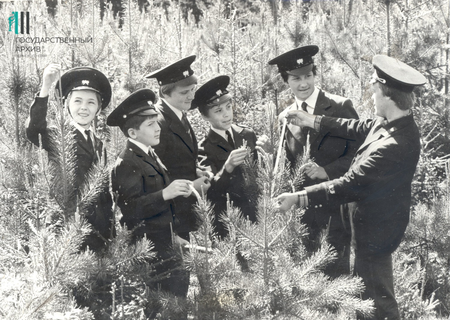 В Полазне школьники помогали местному лесничеству, 1984 год
