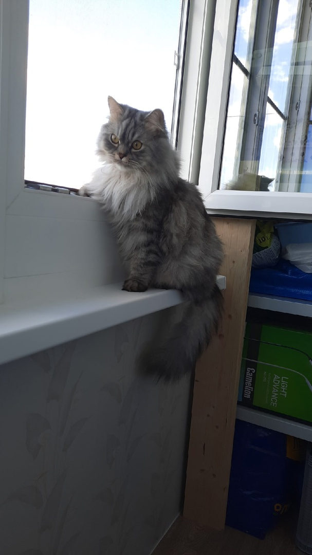 А вот еще один закаленный кот. Сидит на балконе у открытого окна