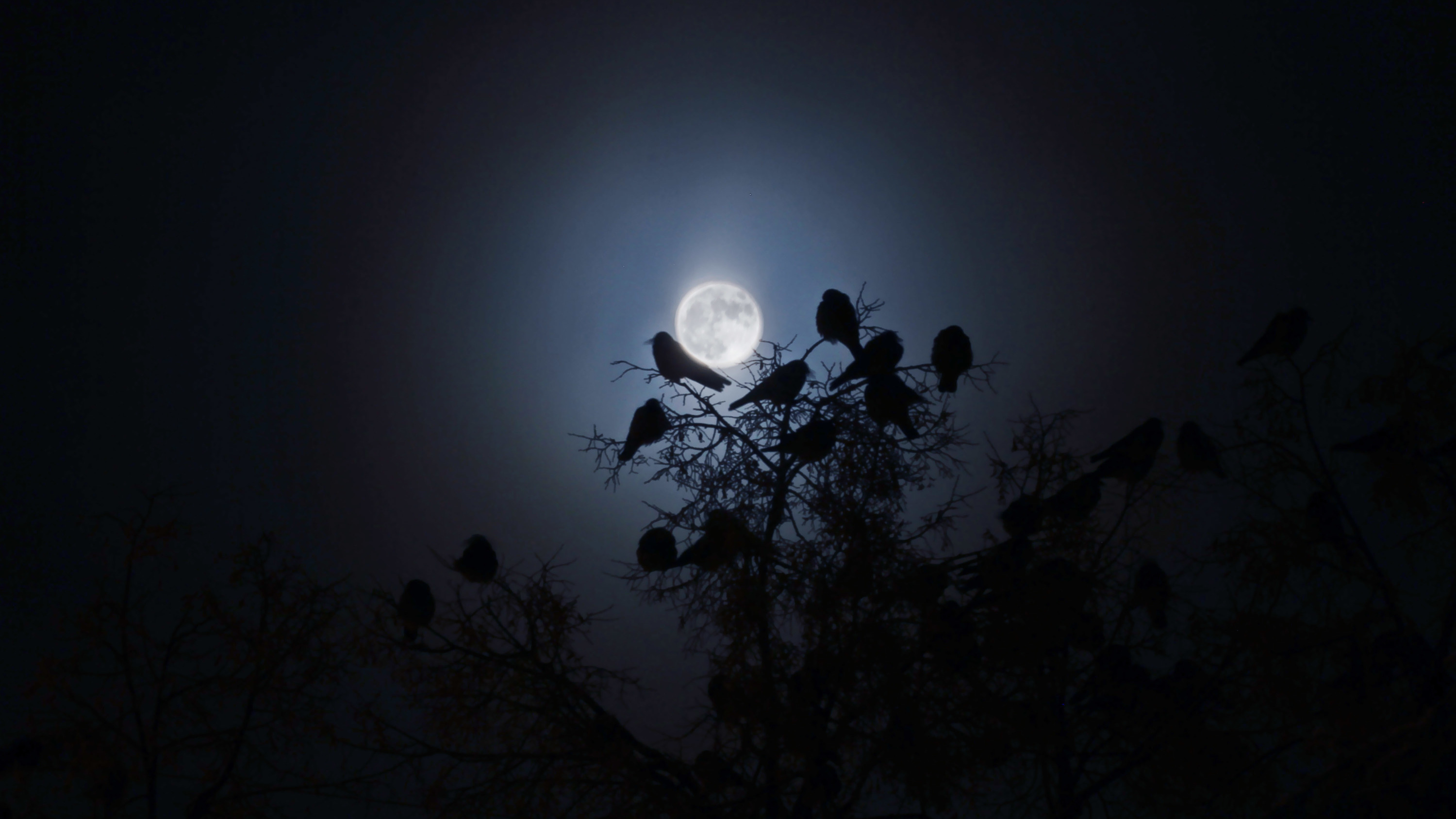Только выйдет луна я опять не здоров. Глаз птица ночь. Солнышко птички ночью и ночь.