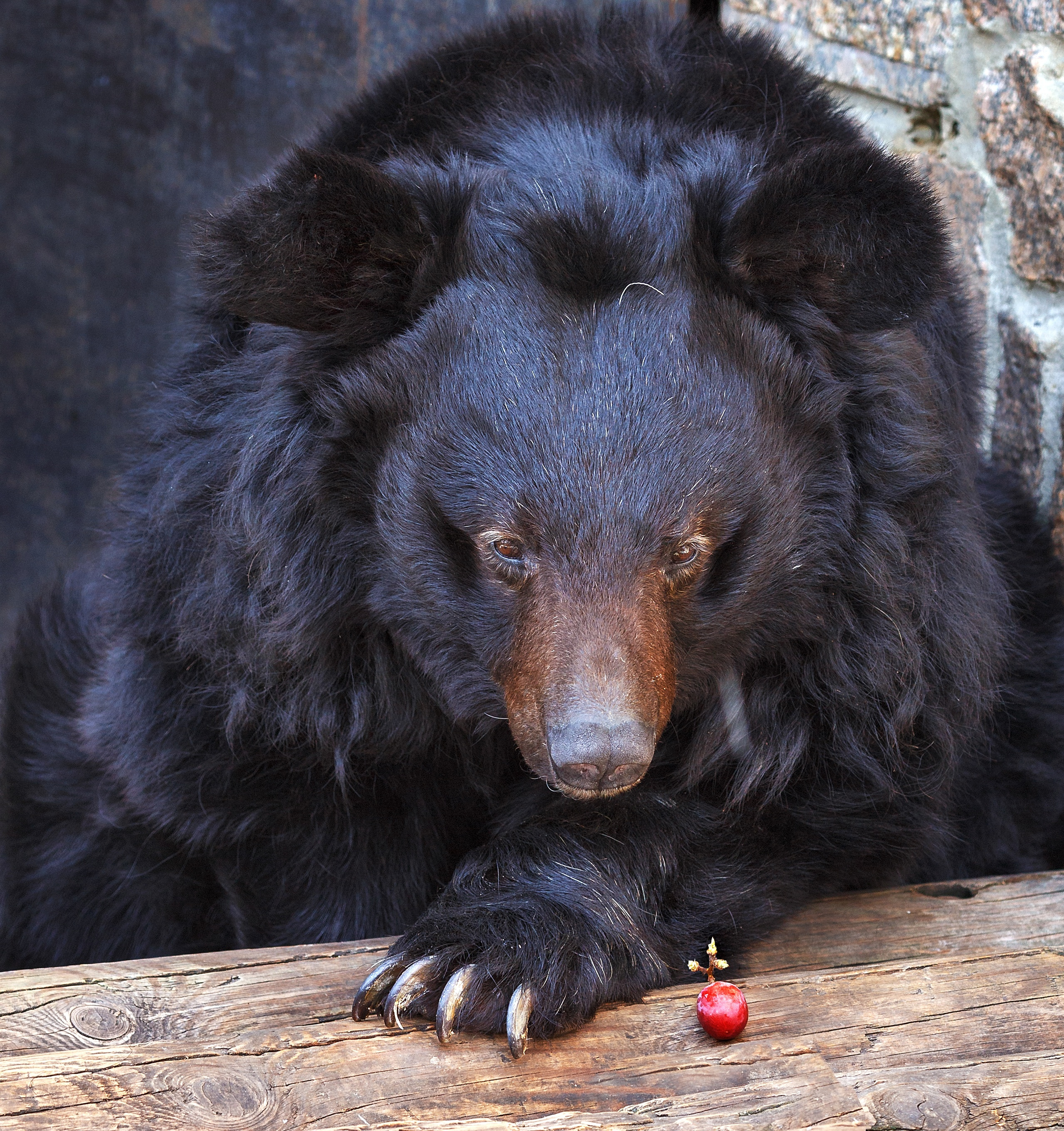 Гималайскому медведю Харитону, в отличие от своих сородичей, удалось выжить после отравления