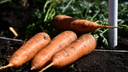 Время моркови и свеклы: когда сажать популярные корнеплоды и какие сорта выбрать