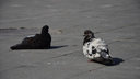 В Новосибирске начали массово гибнуть голуби — с чем это связано
